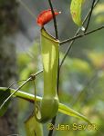 Photo of láčkovka Nepenthes Kannenpflanze Sinharaja Sri Lanka