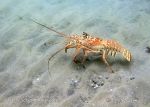 Photo of langusta Panulirus argus Spiny Lobster