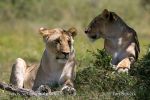 Photo of  lev africký Lowe Panthera leo African Lion