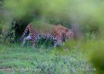Photo of levhart skvrnitý Panthera pardus Leopard Sri Lanka Yala