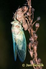 Photo of líhnuti cikády, come out of the cicada.