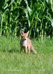 Photo of liška obecná Vulpes vulpes Red Fox Rotfuchs