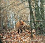 Photo of liška obecná Vulpes vulpes Red Fox  Rotfuchs