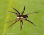 Photo of lovčík vodní Dolomedes fimbriatus Gerandete Jagdspinne Raft spider