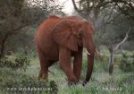 Photo of slon africký Loxodonta africana African Elephant Afrikanischer Elefant