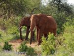 Photo of slon africký Loxodonta africana African Elephant Afrikanischer Elefant