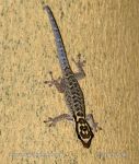 Photo of Gekon Lygodactylus mossambicus Yellow-headed Dwarf Gecko Gelbkopf-zwerggecko