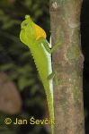 Photo of agama Lyriocephalus scutatus Hump-nosed Lizard