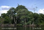 Photo of národní park Parque National Morrocoy mangrove