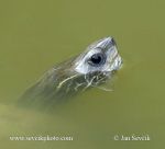 Photo of želva kaspická Mauremys caspica Caspian pond Turtle  Kaspische  Wasserschildkröte