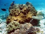 Photo of měkký korál, soft corals.