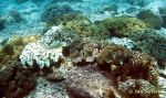 Photo of měkké korály, soft corals
