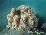 Photo of mekky koral, soft coral