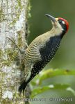 Photo of Melanerpes pucherani Black-cheeked Woodpecker