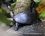 Photo of želva hřebenitá Melanochelys trijuga parkeri Black Turtle