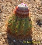 Photo of cactus Melocactus caesius