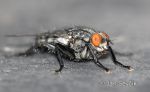 Photo of moucha Sarcophagidae sp. Fly Fliege