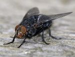 Photo of moucha Calliphora vicina Fly Fliege