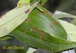 Photo of hnízdo mravenců Oecophylla smaragdina Ant Sinharaja