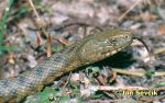 Photo of užovka podplamatá, Grass Snake, Wurfelnatter, Natrix tessellata.