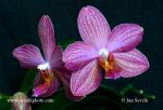 Photo of orchidea orchid Phalaenopsis