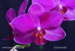Photo of orchidea orchid Phalaenopsis