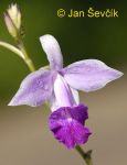 Photo of orchidea Arundina graminifolia Orchidee orchid orchidej