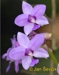 Photo of orchidea Orchidee orchid orchidej Sinharaja