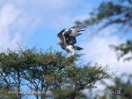 Photo of orel bojovný Polemaetus bellicosus  Martial Eagle