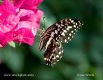 Photo of otakárek citrusový Papilio demodocus Citrus swallowtail