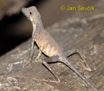 Photo of agama Otocryptis wiegmanni Sri Lankan Kangaroo Lizard