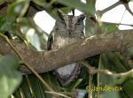 Picture výreček indický Otus bakkamoena Indian Scops Owl Hindu Halsbaneule