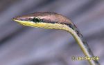 Picture  Mexican Vine Snake, Erzspitznatter, Oxybelis aeneus.