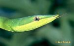 Photo of  Green Vine Snake, Spitzschlange, Oxybelis fulgidus.