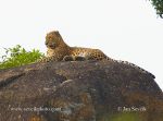 Photo of levhart skvrnitý Panthera pardus Leopard Sri Lanka