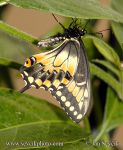 Photo of otakárek Papilio polyxenes