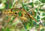 Photo of otakárek Papilio sp. Isla Margarita Venezuela