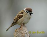 Photo of vrabec polní, Passer montanus, Tree Sparrow, Feld Sperling