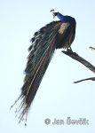 Photo of  páv korunkatý Pavo cristatus Indian Peafovl Pfau