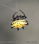Photo of křižák Gasteracantha cancriformis Spider Spinne
