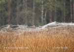 Photo of Pavucina Cobweb Spider Spinne