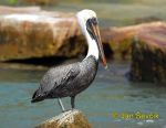 Photo of pelikán hnědý Pelecanus occidentalis Brown Pelican Braunpelikan Pelícano Alcatraz