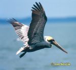 Photo of pelikán hnědý, Brown Pelican, Braunpelikan, Pelícano Alcatraz,  Pelecanus occidentalis