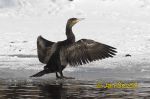 Photo of kormorán velký, Great Cormorant, Kormoran, Phalacrocorax carbo