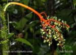 Photo of plody palmy fruits of palm rain forest Arenal
