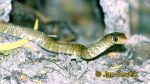 Photo of ptyas  Ptyas mucosa Banded Rat Snake Asiatische Ratten Schlange