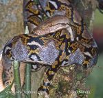 Photo of Krajta mřížkovaná Python reticulatus Reticulated Python Netzpython