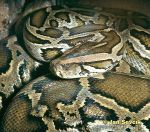 Photo of krajta tmavá, Burmese Python, Python molurus bivittatus.