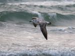 Photo of racek středomořský Larus michahellis Yellow-legged Gull