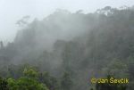 Photo of rain forest Sinharaja Sri Lanka destny les